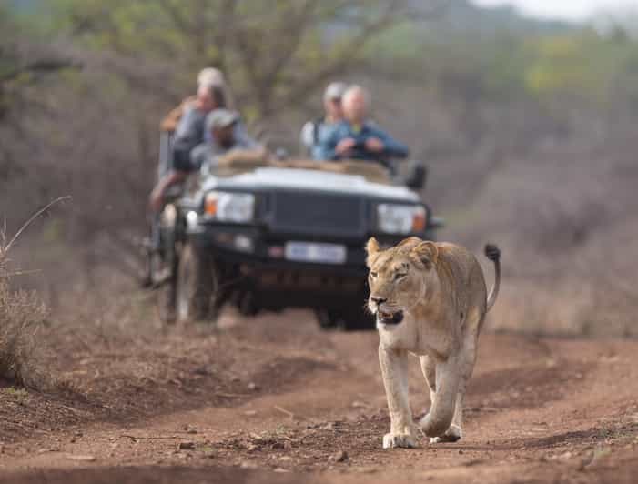 From Durban Wildlife Lovers Big 5 Safari at 2 Game Reserves GetYourGuide