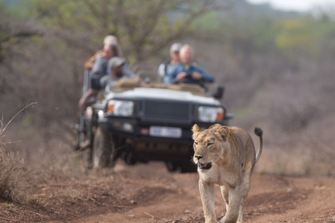 Z Durbanu: Wildlife Lovers Big 5 Safari w 2 rezerwatachZ Durbanu: Safari Big 5 dla miłośników dzikiej przyrody w 2 rezerwatach gier