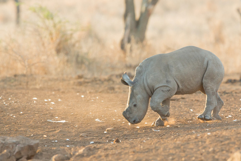 Ab Durban: Big-5-Safari in 2 Wildreservaten