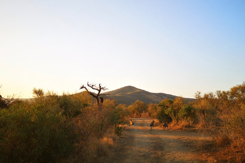 From Durban: Wildlife Lovers Big 5 Safari at 2 Game Reserves