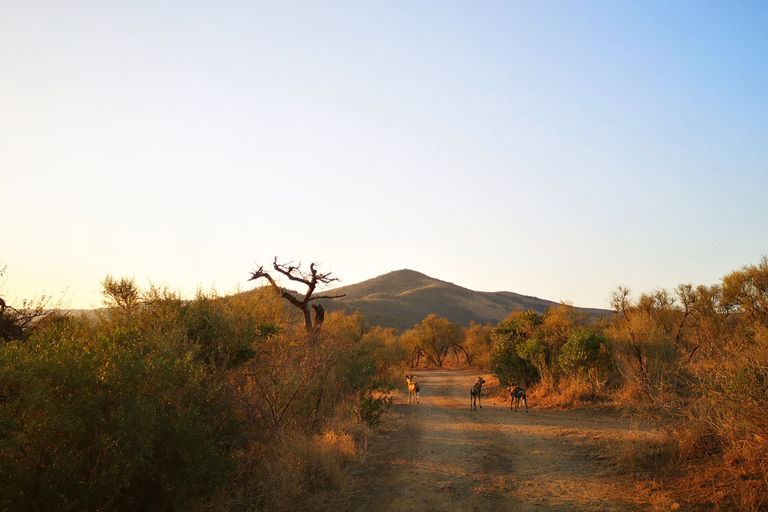 Da Durban: Big 5 Safari per gli amanti della fauna selvatica in 2 riserve di cacciaDa Durban: Safari Big 5 per gli amanti della fauna selvatica in 2 riserve di caccia