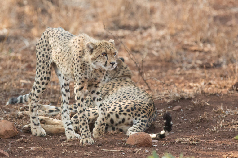 Z Durbanu: Wildlife Lovers Big 5 Safari w 2 rezerwatachZ Durbanu: Safari Big 5 dla miłośników dzikiej przyrody w 2 rezerwatach gier