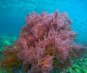 Trang: Emerald Cave, Kradan, Chueak Snorkeling Boat Trip