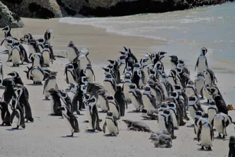 Cape Point, Cape Town - Book Tickets & Tours | GetYourGuide