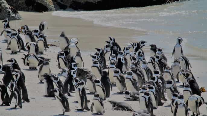 cidade do cabo excursão cape point e boulders beach 1 dia