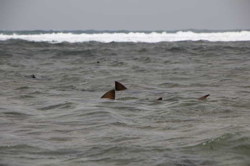 Sal Island Highlights Lemon Sharks, Salt Mines, Blue Eye GetYourGuide