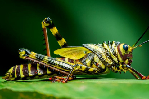 Manuel Antonio: Manuel Antonio National Park TourTour with Pickup from Manuel Antonio and Quepos