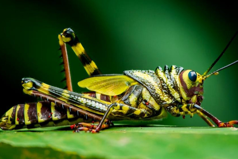 Manuel Antonio : Visite du parc national de Manuel AntonioCircuit avec prise en charge depuis Manuel Antonio et Quepos