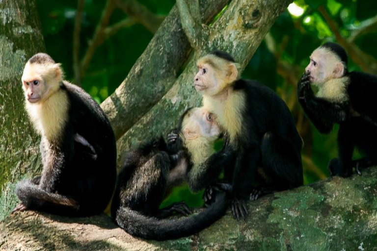 Manuel Antonio: Manuel Antonio National Park TourTur med upphämtning från Manuel Antonio och Quepos