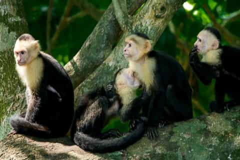 Manuel Antonio or Quepos: Manuel Antonio National Park Tour