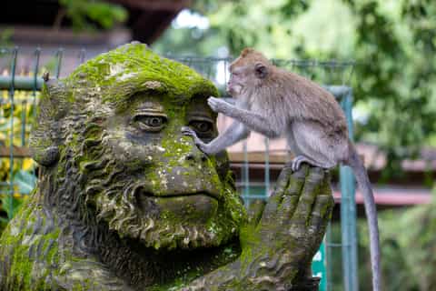 Ubud: Waterfall, Rice Terraces & Monkey Forest Private Tour