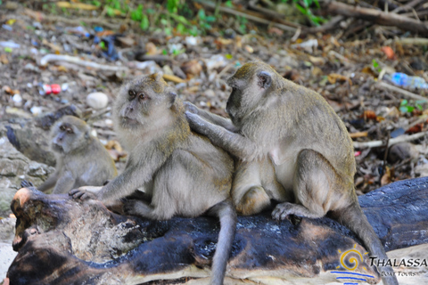 Krabi: Phi Phi Small Group Tour & Early Maya Bay with lunch