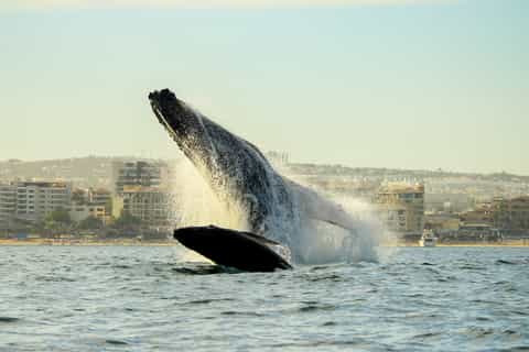 puerto vallarta whale watching cruise