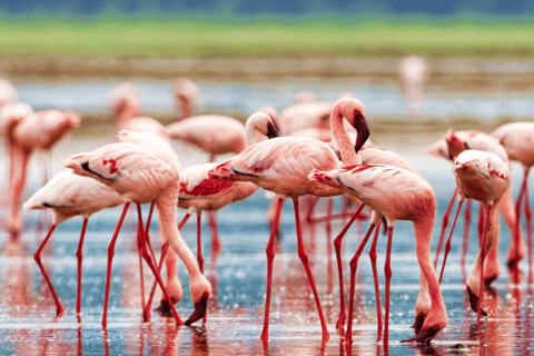 From Nairobi to Lake Nakuru National Park - Day Trip