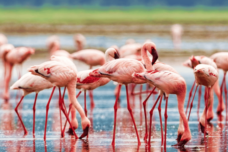 From Nairobi to Lake Nakuru National Park - Day Trip