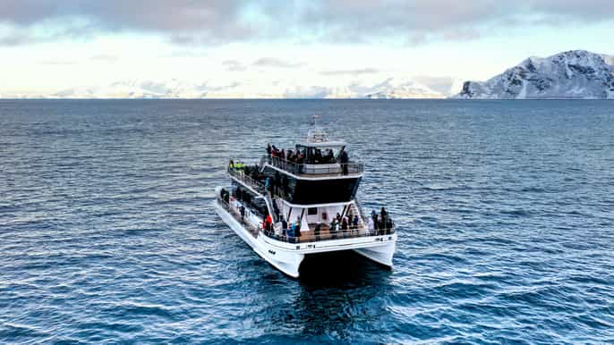 tromsø tour avvistamento balene in catamarano elettrico