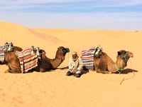 De Djerba, Ksar Ghilane Sahara et Oasis Tour d'une journée complète - Hizvo