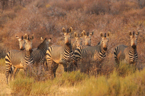 Tanzania National Park: 2 dagar 1 natt Selous från zanzibar