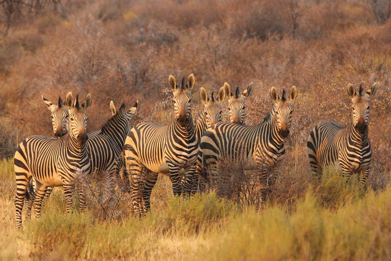 Parque Nacional da Tanzânia: 2 dias 1 noite Selous a partir de Zanzibar