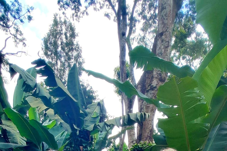 From Arusha: Materuni Waterfalls & Coffee Tour