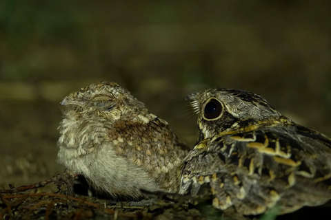 Into the Night: Open-Roof Jeep Adventure Around Sigiriya
