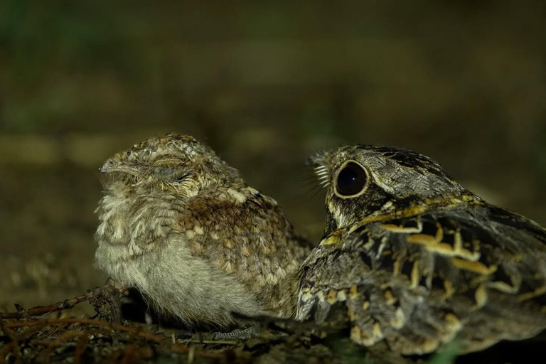 Into the Night: Open-Roof Jeep Adventure Around Sigiriya