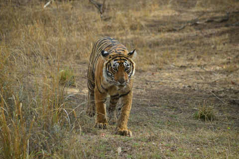 Jaipur: Visita de 2 dias ao Parque Nacional de Ranthambore com SafarisApenas transporte AC e serviços de guia de turismo