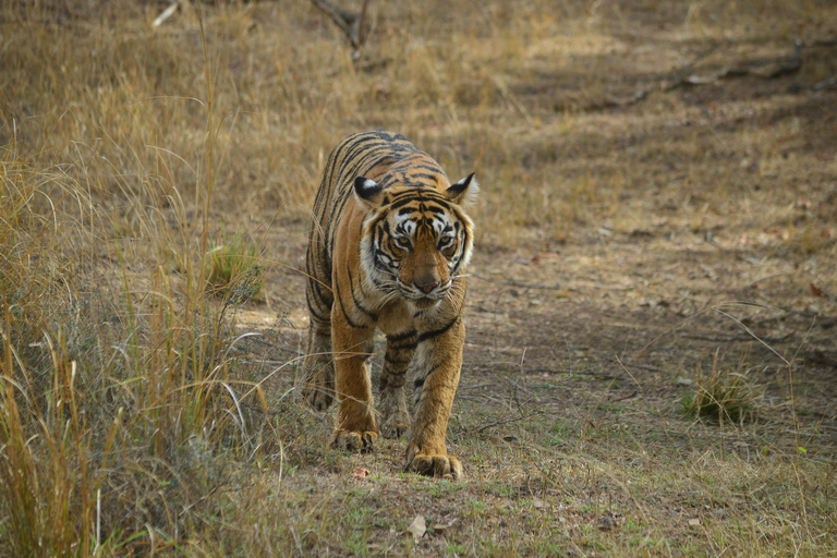 Jaipur: Tour di 2 giorni del Parco Nazionale di Ranthambore con safariSolo servizi di trasporto e guida AC