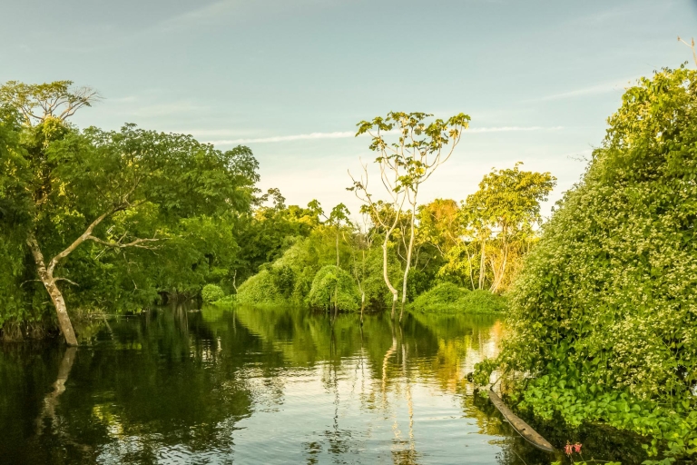 Manaus: Amazon Jungle Half-Day Walking Tour