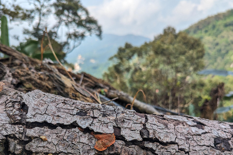 Penang: Guided Nature Walk with Golden Stupa & Snacks Slow Explore Penang Hill’s Hidden Trails