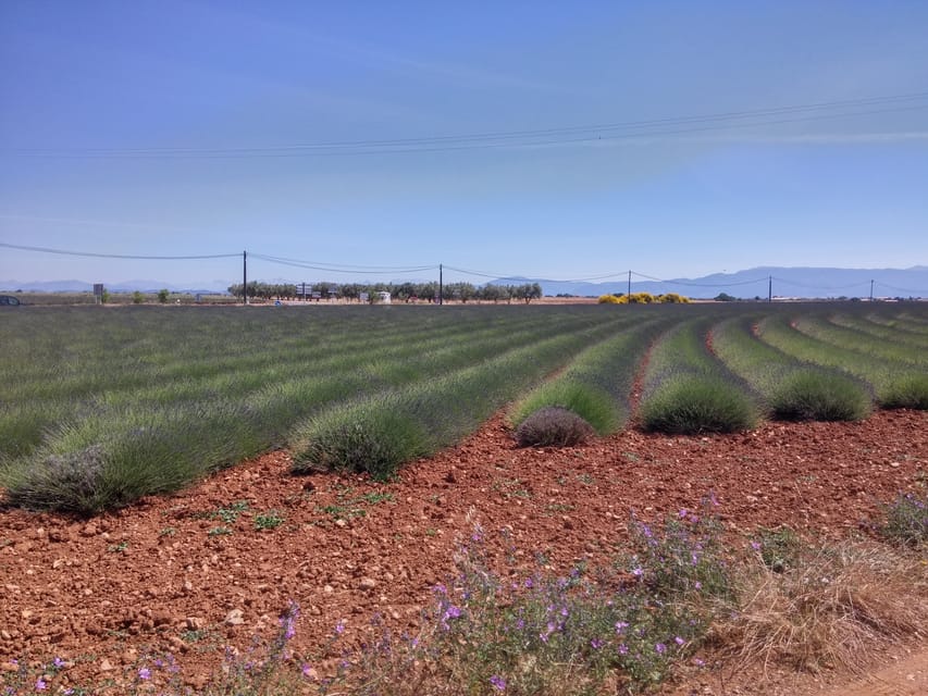 Visite Priv E De La Lavande De Provence Getyourguide