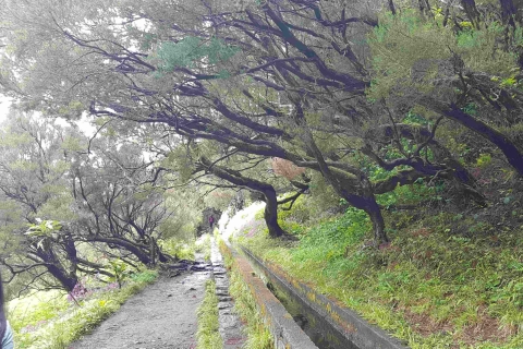 Madeira: recorrido privado a pie por Levada das 25 Fontes PR6Excursión con recogida en el Noroeste de Madeira