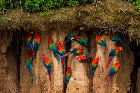 Puerto Maldonado: 2-Day Sandoval Lake and Chuncho Clay Lick