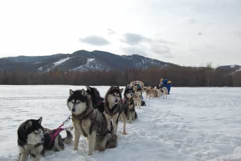 Ulan Bator: giro in slitta trainata da cani e statua di Gengis Khaan