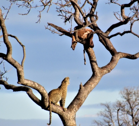 Safaris et vie sauvage