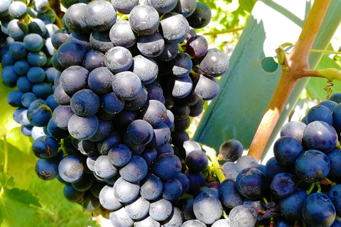 Viena: tour de vino de día completo por el bosque de VienaTour privado de verano