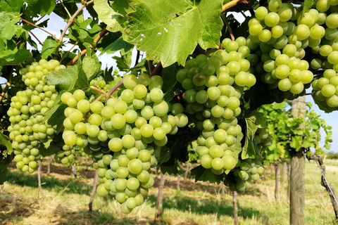 Vienna: Full-Day Vienna Woods Wine Tour Private Summer Tour