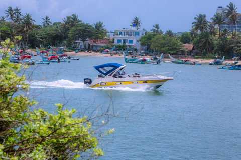 Whale and Dolphin Watching - Private Speed Boat Tour