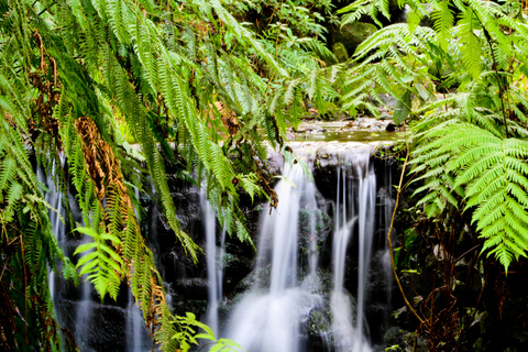 Madeira: Caldeirão Verde Levada-vandring