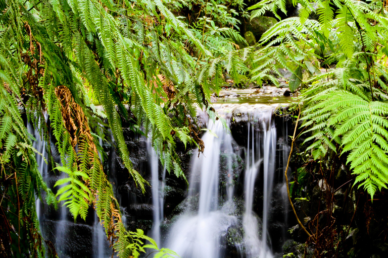 Ilha da Madeira: Passeio pela Levada do Caldeirão Verde