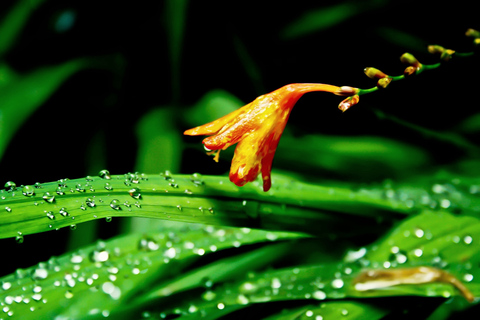 Madeira Island: Caldeirão Verde Levada Walk