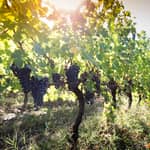 Rimini oltre la costa: vino biologico e viaggio nel terroir argilloso