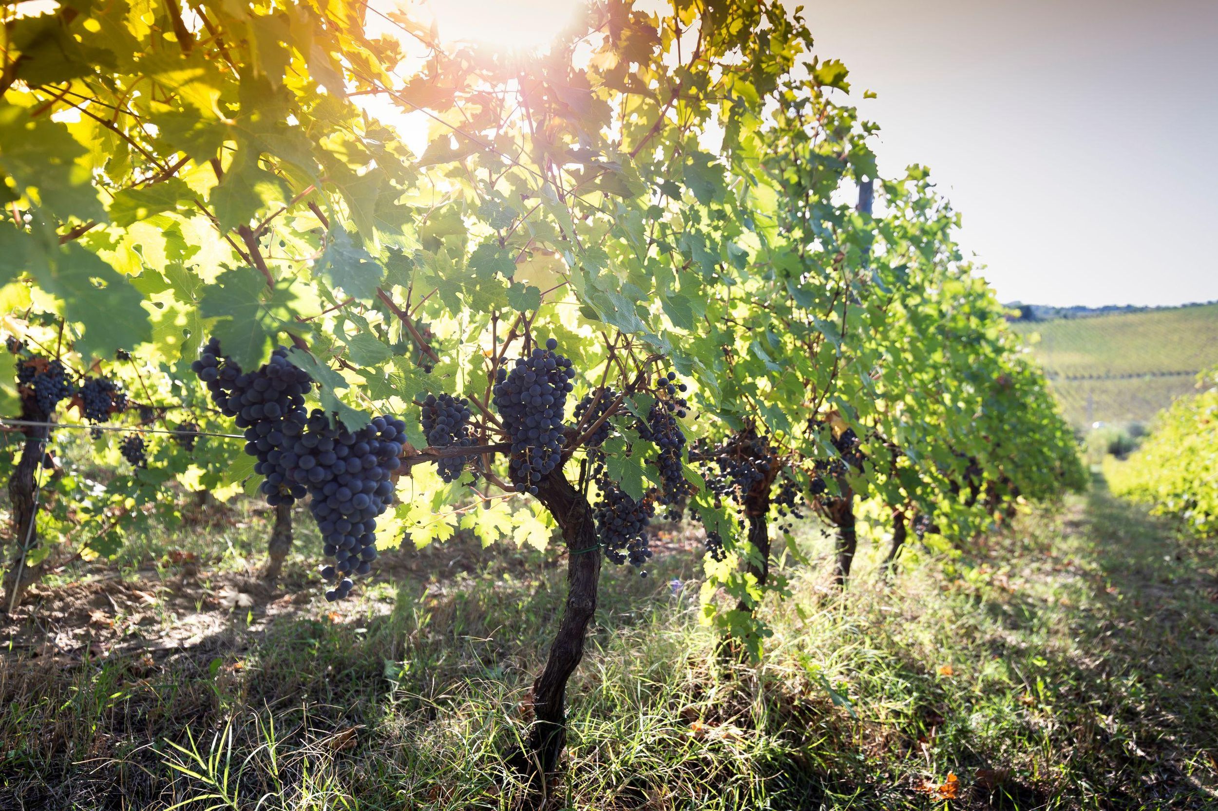 Rimini jenseits der Küste: Biowein und Terroir-Reise durch das Lehmland