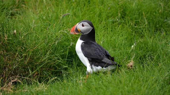 faroe islands highlights 4 day summer package