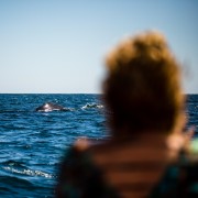 Mazatlán: Whale Watching Tour
