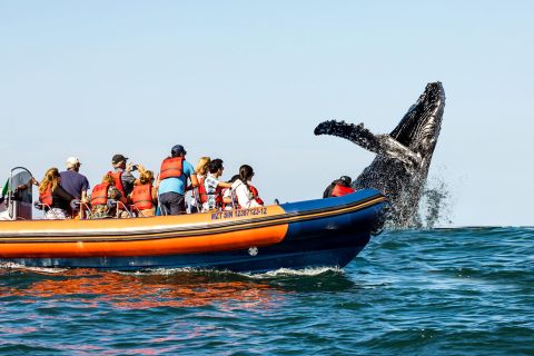 Mazatlán: walvissen spotten