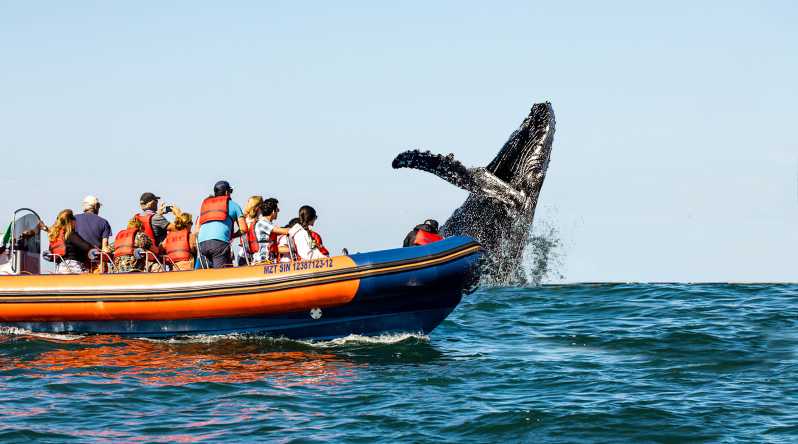 Mazatlán : Excursion d'observation des baleines