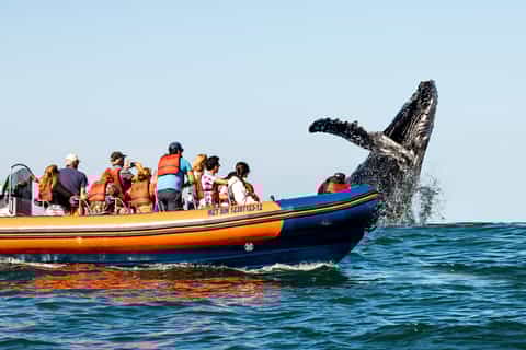 Mazatlán: Whale Watching Tour