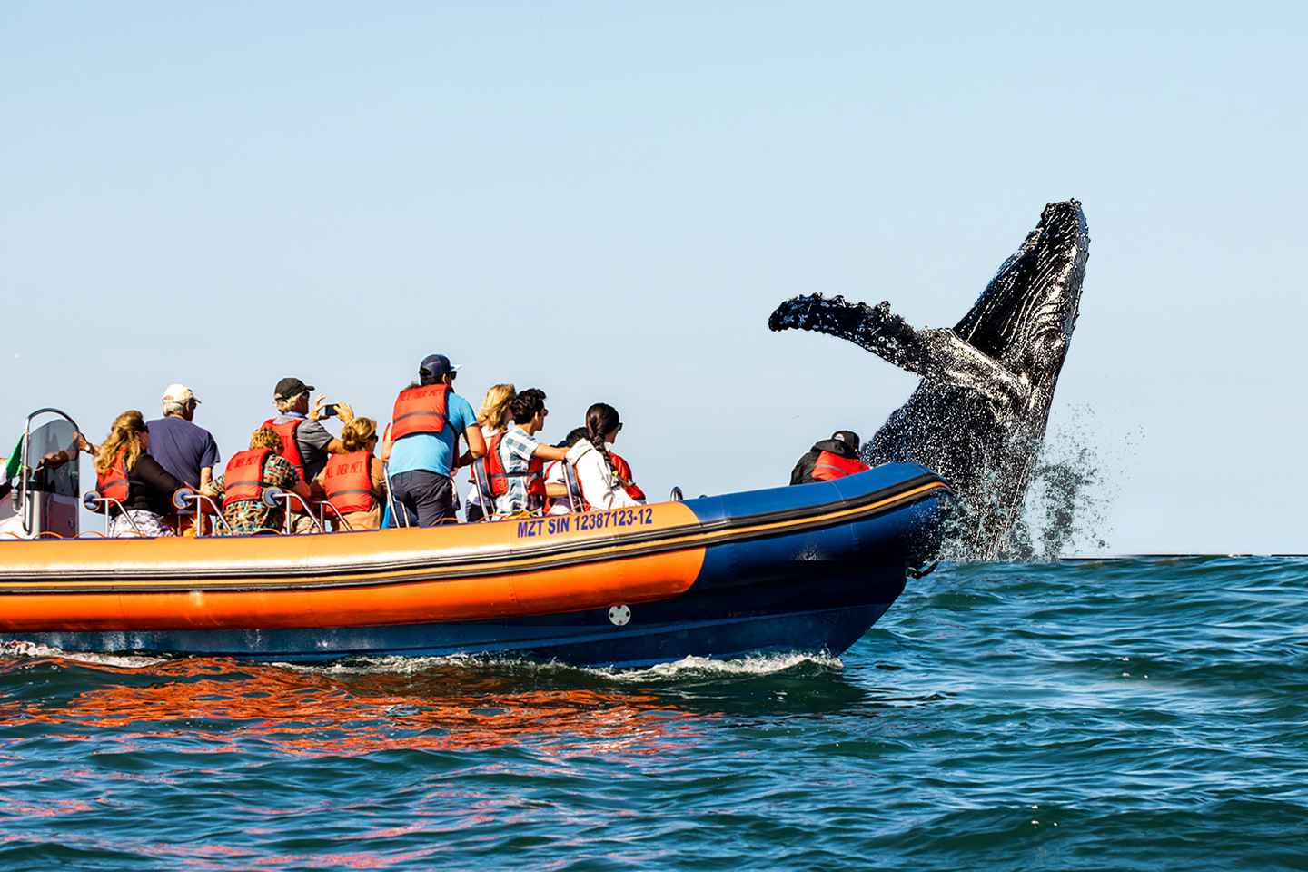 non touristy things to do in mazatlan | go for a whale watching expedition