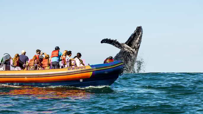 mazatlán whale watching tour